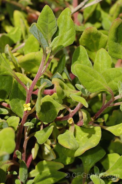 Bower Spinach (<i>Tetragonia implexicoma</i>), a spreading trailing plant found in coastal areas around New Zealand and nearby islands, including the Chathams. It also occurs in southeastern Australia and on Lord. HoweIsland It has red stems, succulent bright green leaves, and small yellow flowers that are followed by red fruits. tetragonia-3356htm'>Tetragonia. <a href='aizoaceae-plant-family-photoshtml'>Aizoaceae</a>.