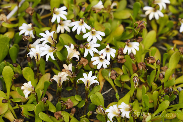 Remuremu or Swampweed (<i>Selliera radicans</i>), a prostrate, evergreen perennial found in estuarine areas of southern Australia,Chile and New Zealand It is usually perfectly flat but can mound or scramble to 20cm high and may have a spread of up to 2m. The fan-shaped white flowers open in summer and are followed by small, fleshy, yellow-green fruits. selliera-3635htm'>Selliera. <a href='goodeniaceae-plant-family-photoshtml'>Goodeniaceae</a>.