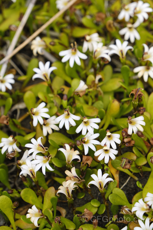 Remuremu or Swampweed (<i>Selliera radicans</i>), a prostrate, evergreen perennial found in estuarine areas of southern Australia,Chile and New Zealand It is usually perfectly flat but can mound or scramble to 20cm high and may have a spread of up to 2m. The fan-shaped white flowers open in summer and are followed by small, fleshy, yellow-green fruits. selliera-3635htm'>Selliera. <a href='goodeniaceae-plant-family-photoshtml'>Goodeniaceae</a>.