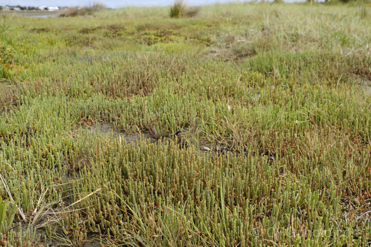 Beaded. Samphire or Beaded. Glasswort (<i>Sarcocornia quinqueflora [syn. Salicornia australis]), a carpeting coastal perennial or subshrub native to Australia and New Zealand It is notable for its ability to survive in salt-saturated soils. In sheltered places it can grow to 50cm tall but is usually kept much shorter by constant exposure to coastal winds. sarcocornia-3280htm'>Sarcocornia. Order: Caryophyllales, Family: Amaranthaceae