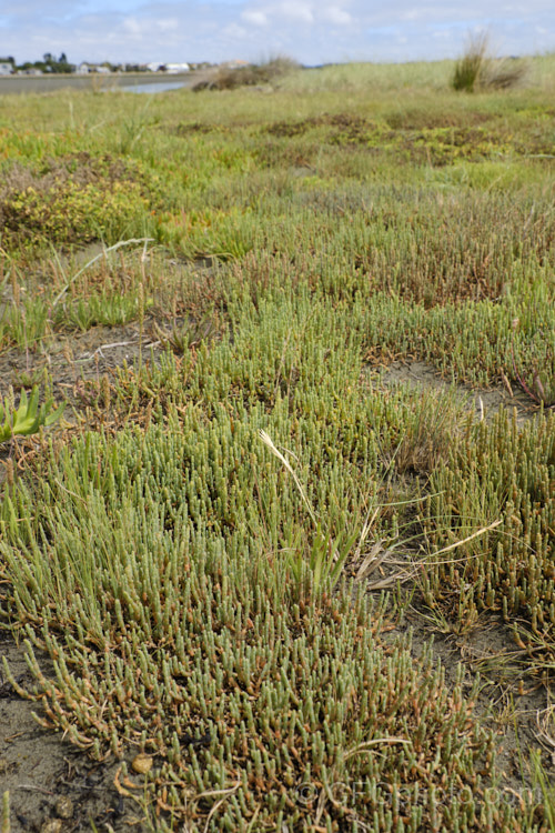 Beaded. Samphire or Beaded. Glasswort (<i>Sarcocornia quinqueflora [syn. Salicornia australis]), a carpeting coastal perennial or subshrub native to Australia and New Zealand It is notable for its ability to survive in salt-saturated soils. In sheltered places it can grow to 50cm tall but is usually kept much shorter by constant exposure to coastal winds. sarcocornia-3280htm'>Sarcocornia. Order: Caryophyllales, Family: Amaranthaceae