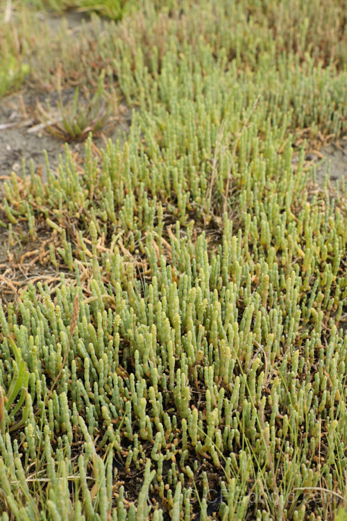 Beaded. Samphire or Beaded. Glasswort (<i>Sarcocornia quinqueflora [syn. Salicornia australis]), a carpeting coastal perennial or subshrub native to Australia and New Zealand It is notable for its ability to survive in salt-saturated soils. In sheltered places it can grow to 50cm tall but is usually kept much shorter by constant exposure to coastal winds. sarcocornia-3280htm'>Sarcocornia. Order: Caryophyllales, Family: Amaranthaceae