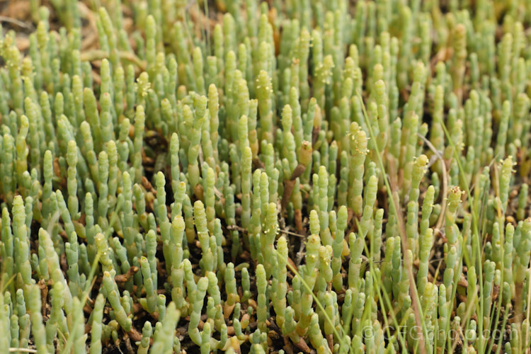 Beaded. Samphire or Beaded. Glasswort (<i>Sarcocornia quinqueflora [syn. Salicornia australis]), a carpeting coastal perennial or subshrub native to Australia and New Zealand It is notable for its ability to survive in salt-saturated soils. In sheltered places it can grow to 50cm tall but is usually kept much shorter by constant exposure to coastal winds. sarcocornia-3280htm'>Sarcocornia. Order: Caryophyllales, Family: Amaranthaceae