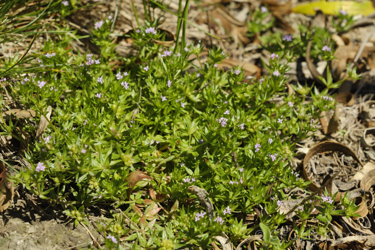Field Madder or Blue Madder (<i>Sherardia arvensis</i>), a low, spreading, spring- to early-summer-flowering annual originally from Eurasia but now with a very widespread distribution. Its pale blue flowers are minute and the whole plant is quite easily overlooked due to its small size and habit of growing through other vegetation. sherardia-3622htm'>Sherardia. <a href='rubiaceae-plant-family-photoshtml'>Rubiaceae</a>.