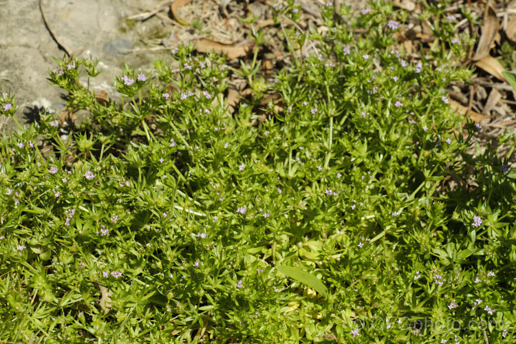 Field Madder or Blue Madder (<i>Sherardia arvensis</i>), a low, spreading, spring- to early-summer-flowering annual originally from Eurasia but now with a very widespread distribution. Its pale blue flowers are minute and the whole plant is quite easily overlooked due to its small size and habit of growing through other vegetation. sherardia-3622htm'>Sherardia. <a href='rubiaceae-plant-family-photoshtml'>Rubiaceae</a>.