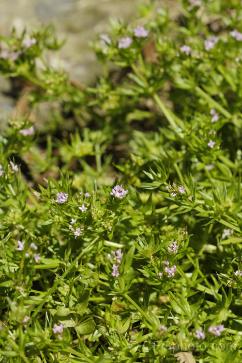 Field Madder or Blue Madder (<i>Sherardia arvensis</i>), a low, spreading, spring- to early-summer-flowering annual originally from Eurasia but now with a very widespread distribution. Its pale blue flowers are minute and the whole plant is quite easily overlooked due to its small size and habit of growing through other vegetation. sherardia-3622htm'>Sherardia. <a href='rubiaceae-plant-family-photoshtml'>Rubiaceae</a>.