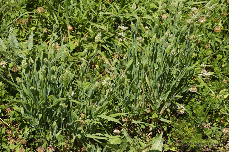 Lesser Canary. Grass (<i>Phalaris minor</i>), originally native to Eurasia and North Africa, this grass has now become widely naturalised, partly because of its popularity as birdseed. It is summer-flowering and can grow to 1m tall, but is usually far more compact. phalaris-3211htm'>Phalaris. .
