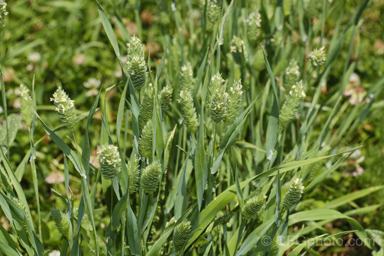 Lesser Canary. Grass (<i>Phalaris minor</i>), originally native to Eurasia and North Africa, this grass has now become widely naturalised, partly because of its popularity as birdseed. It is summer-flowering and can grow to 1m tall, but is usually far more compact. phalaris-3211htm'>Phalaris. .
