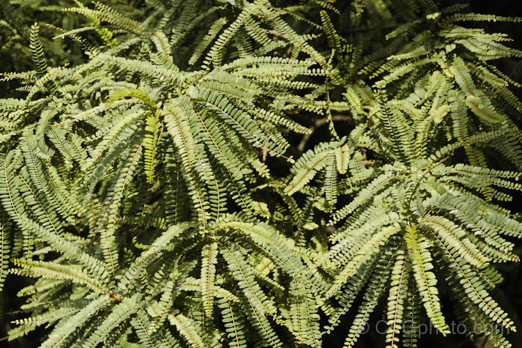 The summer foliage of the Kowhai (<i>Sophora tetraptera</i>), a sometimes briefly deciduous tree from New Zealand andChile. Its flowers are rich in nectar, appear from late winter into spring (as the foliage drops</i>) and are a New Zealand national symbol. sophora-2142htm'>Sophora.