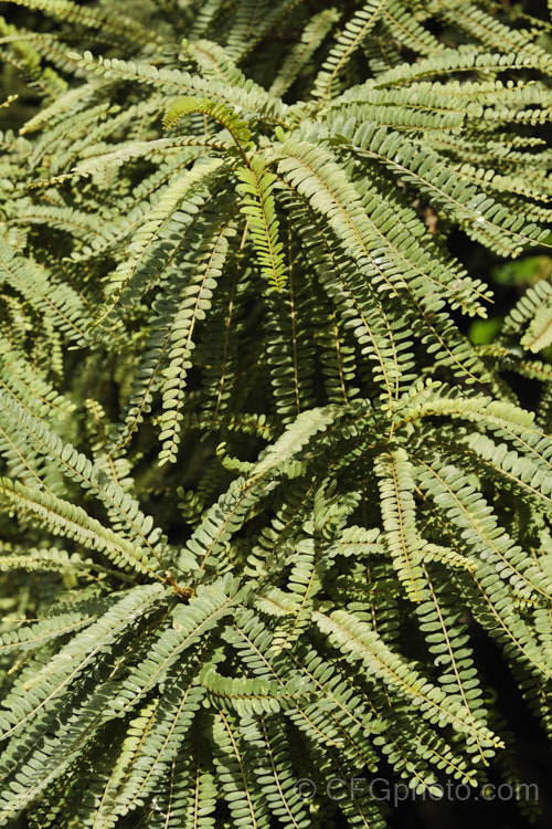 The summer foliage of the Kowhai (<i>Sophora tetraptera</i>), a sometimes briefly deciduous tree from New Zealand andChile. Its flowers are rich in nectar, appear from late winter into spring (as the foliage drops</i>) and are a New Zealand national symbol. sophora-2142htm'>Sophora.