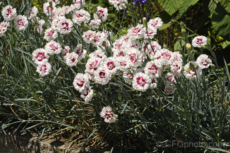 Dianthus 'Coconut. Surprise', one of the 'Coconut' group of the First. Scent series of compact dianthus hybrids. One of the Whetman. Pinks, introduced by HR. Whetman &. Son of England. dianthus-2041htm'>Dianthus. Order: Caryophyllales, Family: Caryophyllaceae
