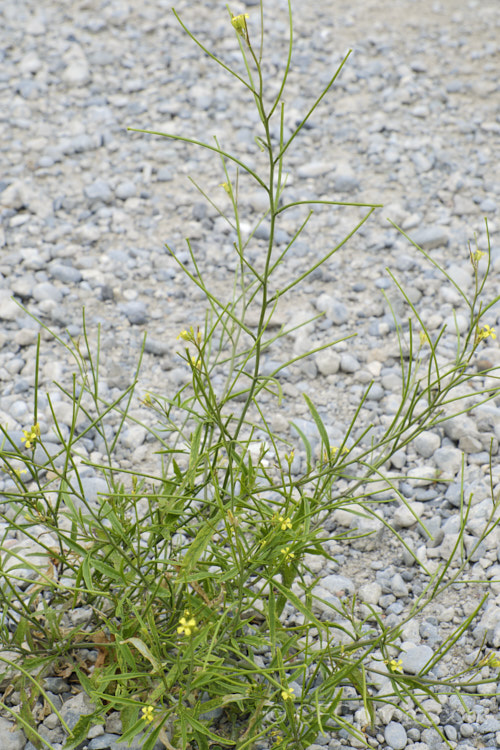 French Rocket, Mediterranean. Rocket, Hedge. Mustard or Smooth. Mustard (<i>Sisymbrium erysimoides</i>), a southern European mustard family annual or biennial that has become naturalised in many temperate areas. sisymbrium-3461htm'>Sisymbrium. .