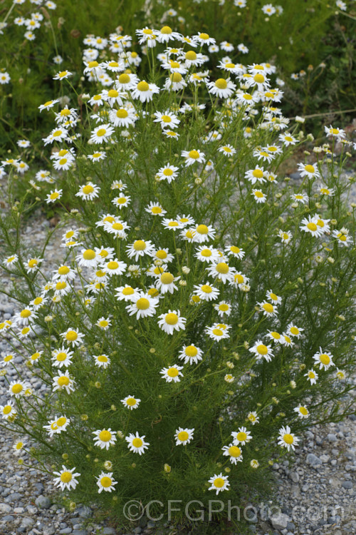 Scentless. Chamomile or Scentless. Mayweed (<i>Tripleurospermum inodorum [syn. Matricaria inodora]), an annual or short-lived perennial originally native to Eurasia but now widely naturalised in the temperate zones. In many places it is considered to be a weed, usually of waste ground. tripleurospermum-3530htm'>Tripleurospermum.