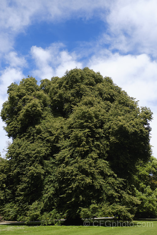 Small-leaved Lime or Littleleaf Linden (<i>Tilia cordata</i>), a large deciduous tree, up to 40m tall, found over much of western Europe from Wales to Spain, Sweden and western Russia. Some idea of the size of this particular tree can be gained from the park bench beneath it, barely visible in the web-sized image. Order: Malvales, Family: Malvaceae