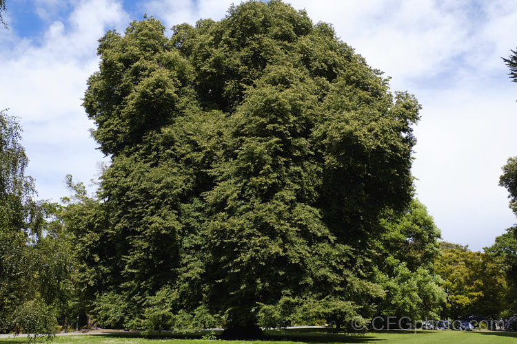 Small-leaved Lime or Littleleaf Linden (<i>Tilia cordata</i>), a large deciduous tree, up to 40m tall, found over much of western Europe from Wales to Spain, Sweden and western Russia. Some idea of the size of this particular tree can be gained from the park bench beneath it, barely visible in the web-sized image. Order: Malvales, Family: Malvaceae