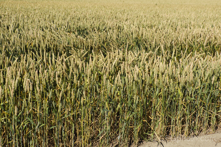 A stock and heavy-cropping cultivar of Common Wheat or Bread. Wheat (<i>Triticum aestivum</i>), originating in the Middle. East and among the first cultivated plants, wheat is a vitally important cereal crop for much of the world. It is the primary constituent of most bread and cakes and is used in many other baked goods. triticum-2291htm'>Triticum. .