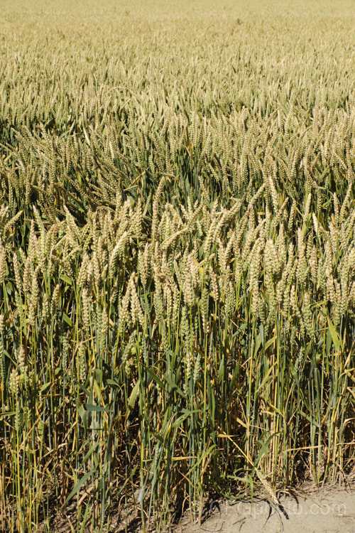 A stock and heavy-cropping cultivar of Common Wheat or Bread. Wheat (<i>Triticum aestivum</i>), originating in the Middle. East and among the first cultivated plants, wheat is a vitally important cereal crop for much of the world. It is the primary constituent of most bread and cakes and is used in many other baked goods. triticum-2291htm'>Triticum. .
