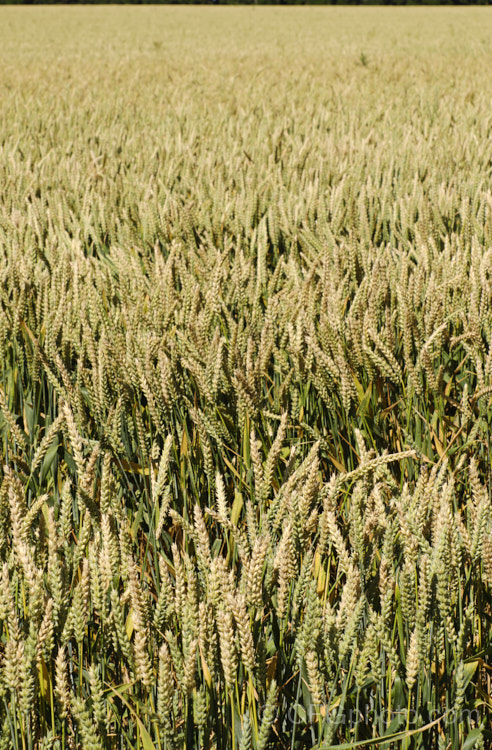 A stock and heavy-cropping cultivar of Common Wheat or Bread. Wheat (<i>Triticum aestivum</i>), originating in the Middle. East and among the first cultivated plants, wheat is a vitally important cereal crop for much of the world. It is the primary constituent of most bread and cakes and is used in many other baked goods. triticum-2291htm'>Triticum. .