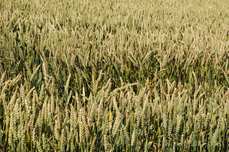 A stock and heavy-cropping cultivar of Common Wheat or Bread. Wheat (<i>Triticum aestivum</i>), originating in the Middle. East and among the first cultivated plants, wheat is a vitally important cereal crop for much of the world. It is the primary constituent of most bread and cakes and is used in many other baked goods. triticum-2291htm'>Triticum. .