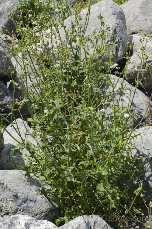 Sow Thistle (<i>Sonchus oleraceus</i>) after flowering, as the seedheads are drying off and plant starting to die. This quick growing annual daisy has succulent stems and leaves that exude a milky sap when cut. The leaves have deep lobes that are sharply toothed but not spiny. Sow thistle can grow to 15m tall, occurs in many parts of the world and is considered to be a weed that grows strongly enough to compete with cultivated crops.