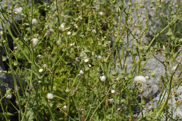 Sow Thistle (<i>Sonchus oleraceus</i>) after flowering, as the seedheads are drying off and plant starting to die. This quick growing annual daisy has succulent stems and leaves that exude a milky sap when cut. The leaves have deep lobes that are sharply toothed but not spiny. Sow thistle can grow to 15m tall, occurs in many parts of the world and is considered to be a weed that grows strongly enough to compete with cultivated crops.