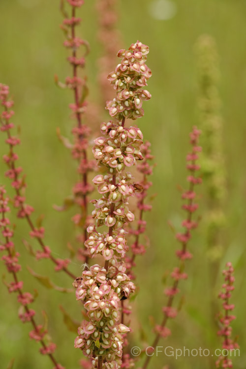 The seedhead of Curled Dock (<i>Rumex crispus</i>), a perennial weed, originally of European origin, that is now widely distributed. Its strong, deep taproots make it difficult to remove by hand. The leaf veins and flower stems are often red-tinted. Curled Dock has narrower leaves than those of Rumex obtusifolius</i>) and the edges are twisted. It also tends to grow in damper places and can be semi-aquatic. Order: Caryophyllales, Family: Polygonaceae
