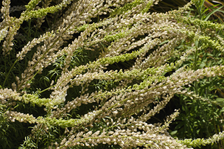 Wild Mignonette (<i>Reseda luteola</i>) with mature and immature seed capsules. This 50cm-13m high annual or short-lived perennial was originally found from Europe to central Asia. It is sometimes cultivated as a cottage garden plant and also naturalises freely