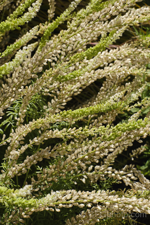 Wild Mignonette (<i>Reseda luteola</i>) with mature and immature seed capsules. This 50cm-13m high annual or short-lived perennial was originally found from Europe to central Asia. It is sometimes cultivated as a cottage garden plant and also naturalises freely