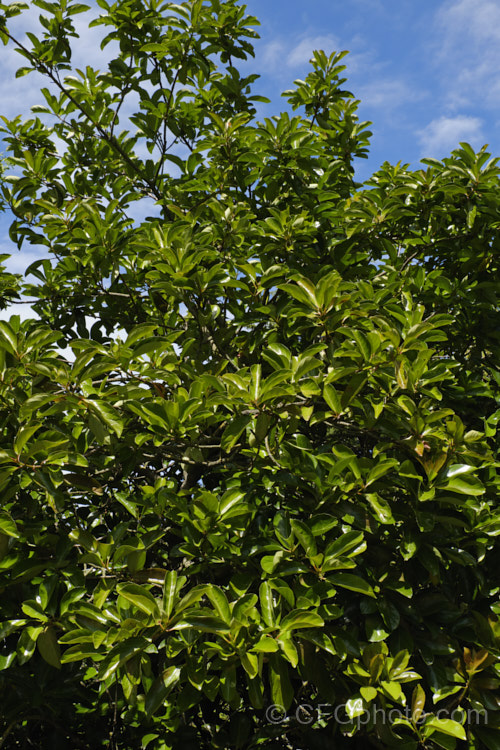 The summer foliage of Viburnum odoratissimum, an evergreen shrub up to 10m tall (typically 4m high and wide</i>) found from the mountains of India and Burma to Japan and the Philippines and into China. It has tiny, very fragrant, white flowers in spring, clustered together in showy heads and followed by red berries that blacken when ripe. viburnum-2081htm'>Viburnum.. viburnum-2081htm'>Viburnum. <a href='adoxaceae-plant-family-photoshtml'>Adoxaceae</a>.