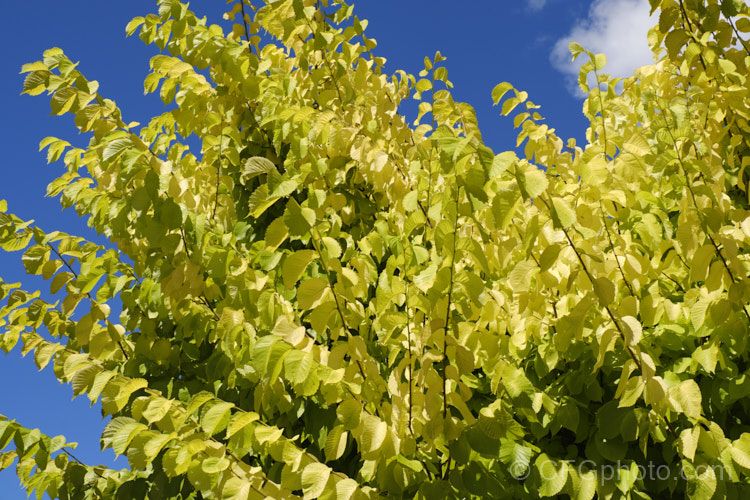 Golden Wych Elm (<i>Ulmus glabra 'Lutescens'), a cultivar of the Scotch Elm or Wych Elm that has soft buttery yellow spring foliage that matures to bright yellow (lime green where shaded</i>) before turning golden in autumn. It grows to around 15m tall, with a slightly wider spread. It is quite easily confused with the Golden Elm (<i>Ulmus procera 'Louis van Houtte'), but has larger, softer leaves. Order: Rosales, Family: Ulmaceae