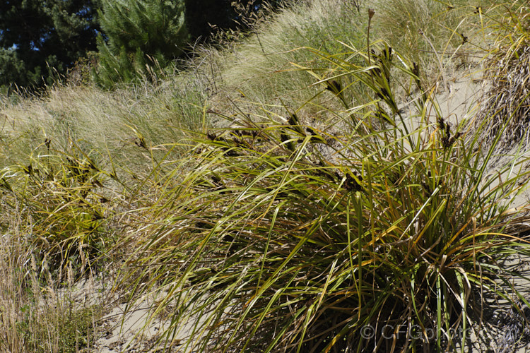 Coastal Cutty. Grass or Giant Umbrella. Sedge (<i>Cyperus ustulatus</i>), a large perennial sedge found in the North Island and northern South island of New Zealand, principally near the coast and often in boggy areas, though it also occurs on sand dunes. Typically around 75cm high, it can reach 2m tall cyperus-2847htm'>Cyperus. Order: Poales, Family: Cyperaceae
