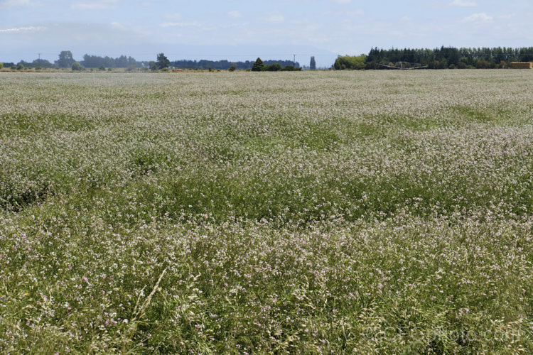 Fodder. Radish (<i>Raphanus sativus</i>), a cover crop grown as stock feed and to control certain soil pests. This crop in New Zealand could help lower the incidence of Australian soldier fly larvae in the soil, which is a pest of pasture plants. It could also be being grown for seed, either for direct sale or for the production of radish seed oil. The garden radishes are also mostly cultivars of Raphanus sativus