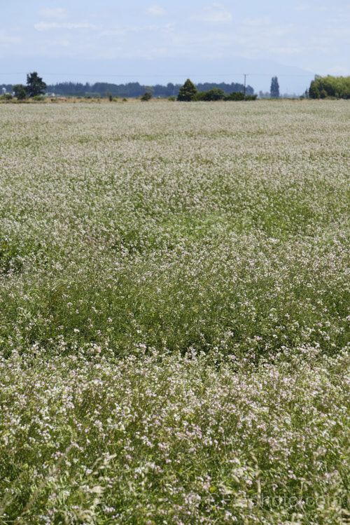 Fodder. Radish (<i>Raphanus sativus</i>), a cover crop grown as stock feed and to control certain soil pests. This crop in New Zealand could help lower the incidence of Australian soldier fly larvae in the soil, which is a pest of pasture plants. It could also be being grown for seed, either for direct sale or for the production of radish seed oil. The garden radishes are also mostly cultivars of Raphanus sativus