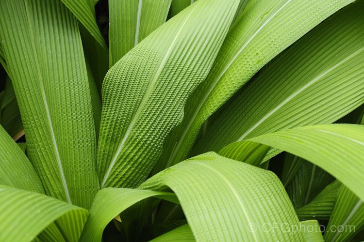 Palmgrass, Highland Pit. Pit or Broadleafed. Bristlegrass (<i>Setaria palmifolia</i>),a very wide-leaved grass native to tropical and warm-temperate Asia. The foliage creates an effect similar to a low, clumping palm, though when the plumes of flowers appear its true identity is revealed. While very ornamental, this species has the potential to be invasive in suitable climates. setaria-3631htm'>Setaria. .