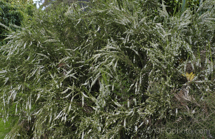Twiggy. Heath. Myrtle (<i>Sannantha virgata [syns. Babingtonia virgata, Baeckea virgata]), an evergreen, 2m high and wide shrub found in a small area in the ranges of northeastern Victoria, Australia. It has small, narrow leaves that taper to a sharp point and an abundance of tiny white to cream flowers from late spring. It could easily be mistaken for a Leptospermum species but is generally smaller and less robustly built in both leaf and flowers. The classification of this species is rather confused and some forms previously included with Baeckea virgata are now classified as Sannantha bidwillii. sannantha-3277htm'>Sannantha. .