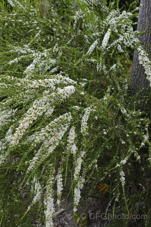 Twiggy. Heath. Myrtle (<i>Sannantha virgata [syns. Babingtonia virgata, Baeckea virgata]), an evergreen, 2m high and wide shrub found in a small area in the ranges of northeastern Victoria, Australia. It has small, narrow leaves that taper to a sharp point and an abundance of tiny white to cream flowers from late spring. It could easily be mistaken for a Leptospermum species but is generally smaller and less robustly built in both leaf and flowers. The classification of this species is rather confused and some forms previously included with Baeckea virgata are now classified as Sannantha bidwillii. sannantha-3277htm'>Sannantha. .