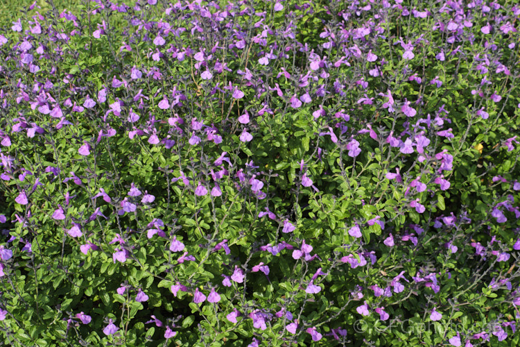 Salvia greggii 'Mesa Azure', a purple-pink-flowered cultivar of Autumn Sage, a 35-50cm tall, summer- to autumn-flowering perennial or subshrub native to Texas and nearby parts of Mexico. The species usually has intensely red flowers, less commonly purple or pink, but cultivars are also available in soft yellow to apricot shades. Order: Lamiales, Family: Lamiaceae