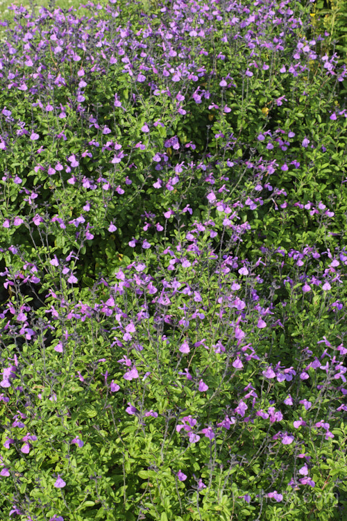Salvia greggii 'Mesa Azure', a purple-pink-flowered cultivar of Autumn Sage, a 35-50cm tall, summer- to autumn-flowering perennial or subshrub native to Texas and nearby parts of Mexico. The species usually has intensely red flowers, less commonly purple or pink, but cultivars are also available in soft yellow to apricot shades. Order: Lamiales, Family: Lamiaceae