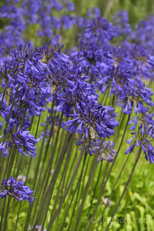<i>Agapanthus</i> 'Purple Cloud', a heavy flowering form, possibly a cultivar of <i>Agapanthus africanus</i>, that has 1.2m high stems, or taller, with the flowerheads held well above the bright green foliage clump. Order: Asparagales, Family: Amaryllidaceae