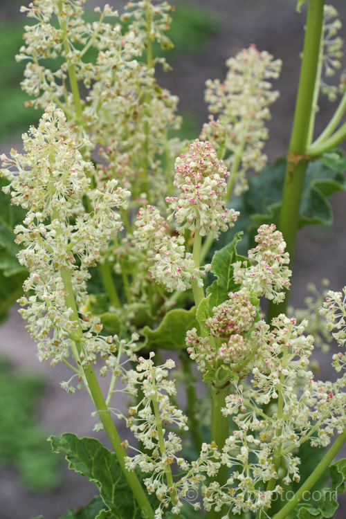 The flowers of Rhubarb (<i>Rheum x cultorum</i>), a rhizomatous perennial grown for its edible leaf stalks, which are red when ready to eat. It dies away completely in autumn but develops rapidly from late winter