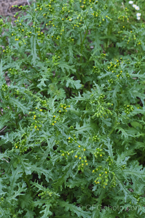 Groundsel (<i>Senecio vulgaris</i>), a weak-stemmed, fleshy-leafed. European annual daisy that has widely naturalised and become a weed in many parts of the world. senecio-3303htm'>Senecio.