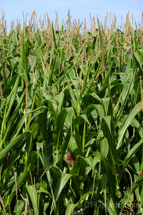 Sweet Corn, Maize or Corn (<i>Zea mays</i>), a robust annual grass from Central America grown for its edible seed heads (cobs</i>). There are many cultivars. This is maize, which has been bred to be used as animal fodder, not to produce large, sweet-kerneled cobs like those of sweet corn. Order: Poales, Family: Poaceae