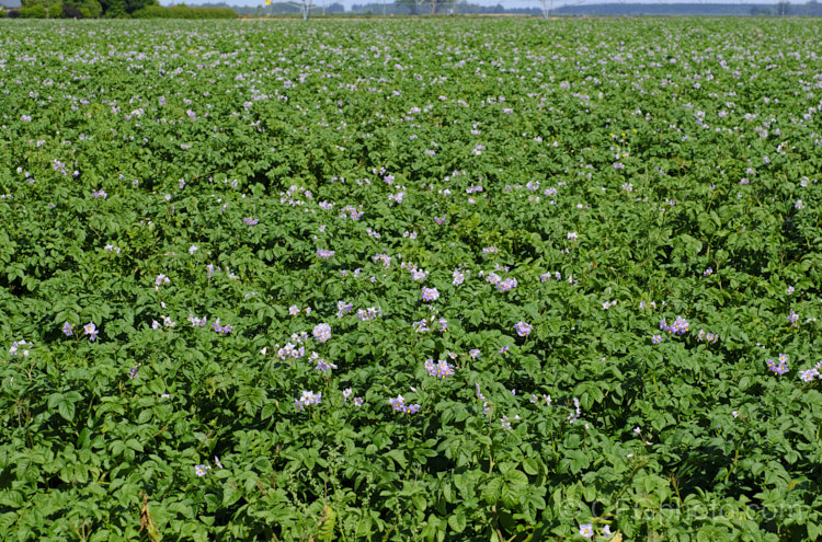Garden. Potato (<i>Solanum tuberosum</i>), now available in myriad forms and grown nearly worldwide, this tuberous perennial was originally native to South America. This cultivar with pale purple flowers is the red-skinned 'Red Rascal', a New Zealand -raised cultivar introduced in 1995. solanum-2141htm'>Solanum.