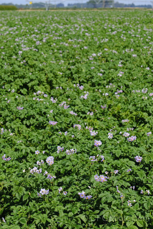 Garden. Potato (<i>Solanum tuberosum</i>), now available in myriad forms and grown nearly worldwide, this tuberous perennial was originally native to South America. This cultivar with pale purple flowers is the red-skinned 'Red Rascal', a New Zealand -raised cultivar introduced in 1995. solanum-2141htm'>Solanum.
