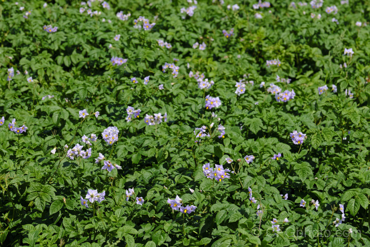 Garden. Potato (<i>Solanum tuberosum</i>), now available in myriad forms and grown nearly worldwide, this tuberous perennial was originally native to South America. This cultivar with pale purple flowers is the red-skinned 'Red Rascal', a New Zealand -raised cultivar introduced in 1995. solanum-2141htm'>Solanum.