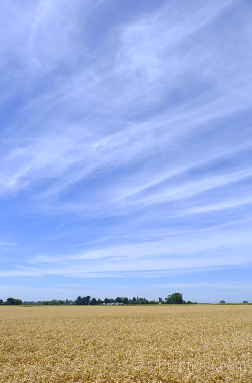 A ripe wheat field ready to harvest. Common Wheat or Bread. Wheat (<i>Triticum aestivum</i>) originated in the Middle. East and was among the first cultivated plants. Wheat is a vitally important cereal crop for much of the world, is the primary constituent of most bread and cakes, and is used in many other baked goods. New wheat strains, such as this one, crops heavily on short stems for higher production, easier harvesting and less wind damage. triticum-2291htm'>Triticum. .