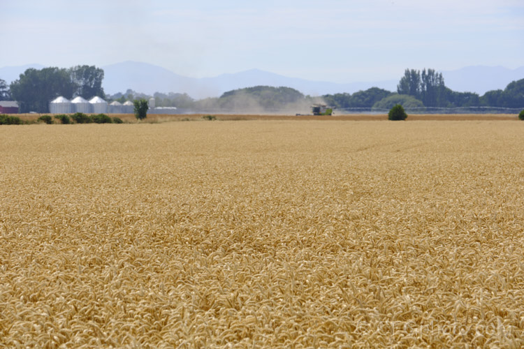 A ripe wheat field ready to harvest. Common Wheat or Bread. Wheat (<i>Triticum aestivum</i>) originated in the Middle. East and was among the first cultivated plants. Wheat is a vitally important cereal crop for much of the world, is the primary constituent of most bread and cakes, and is used in many other baked goods. New wheat strains, such as this one, crops heavily on short stems for higher production, easier harvesting and less wind damage. triticum-2291htm'>Triticum. .