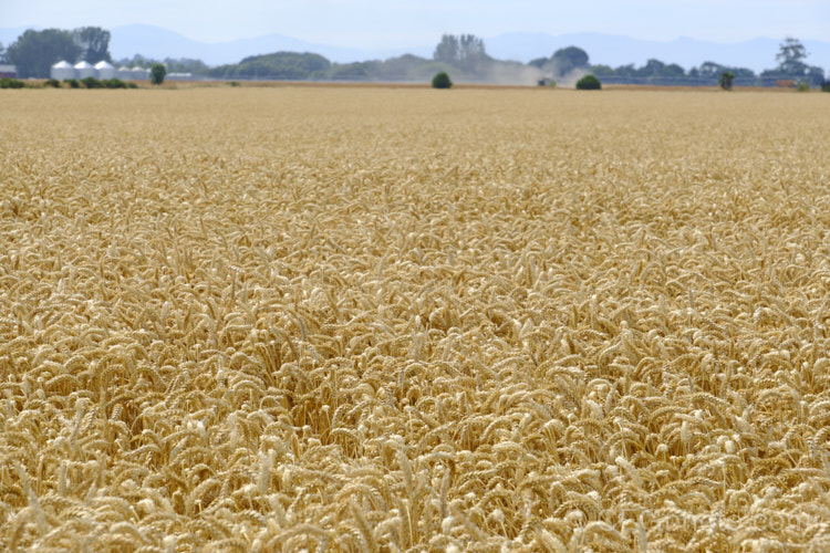 A ripe wheat field ready to harvest. Common Wheat or Bread. Wheat (<i>Triticum aestivum</i>) originated in the Middle. East and was among the first cultivated plants. Wheat is a vitally important cereal crop for much of the world, is the primary constituent of most bread and cakes, and is used in many other baked goods. New wheat strains, such as this one, crops heavily on short stems for higher production, easier harvesting and less wind damage. triticum-2291htm'>Triticum. .