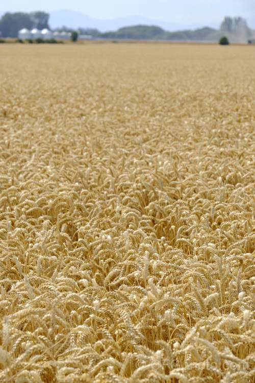 A ripe wheat field ready to harvest. Common Wheat or Bread. Wheat (<i>Triticum aestivum</i>) originated in the Middle. East and was among the first cultivated plants. Wheat is a vitally important cereal crop for much of the world, is the primary constituent of most bread and cakes, and is used in many other baked goods. New wheat strains, such as this one, crops heavily on short stems for higher production, easier harvesting and less wind damage. triticum-2291htm'>Triticum. .