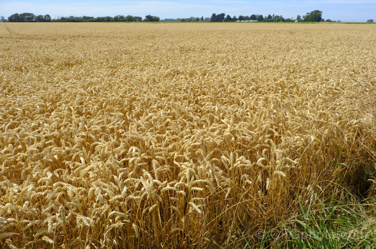 A ripe wheat field ready to harvest. Common Wheat or Bread. Wheat (<i>Triticum aestivum</i>) originated in the Middle. East and was among the first cultivated plants. Wheat is a vitally important cereal crop for much of the world, is the primary constituent of most bread and cakes, and is used in many other baked goods. New wheat strains, such as this one, crops heavily on short stems for higher production, easier harvesting and less wind damage. triticum-2291htm'>Triticum. .
